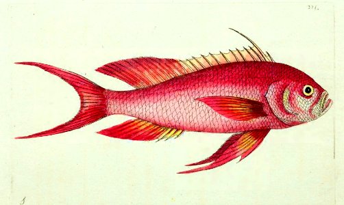 v10 371 Crimson Anthias