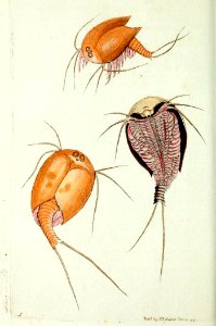 v10 368 Monoculus
