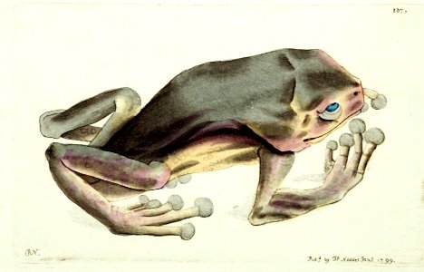 v10 367 Blue and Yellow Frog