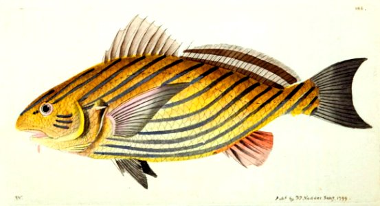 v10 366 Bearded Sciaena