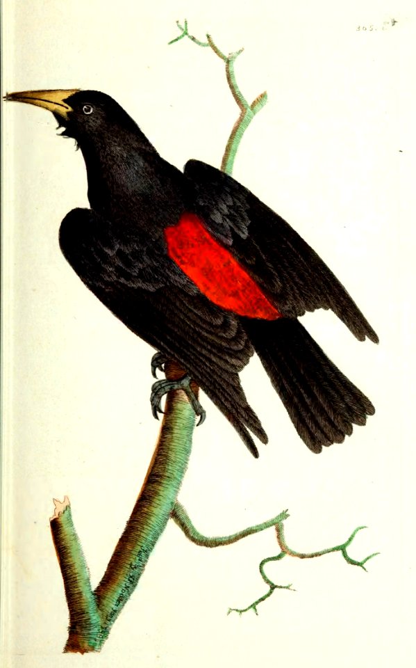 v10 365 Red Rumped Oriole