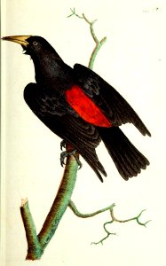 v10 365 Red Rumped Oriole