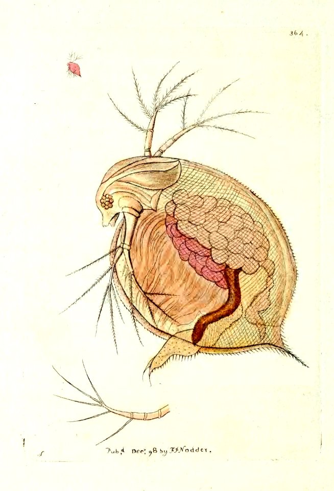 v10 364 Water Flea