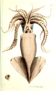 v10 363 Calamary
