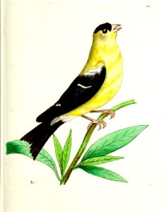v10 361 American Goldfinch