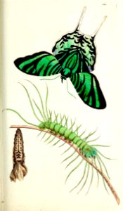 v10 360 Leilus