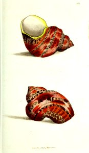 v10 359 Variegated Turbo