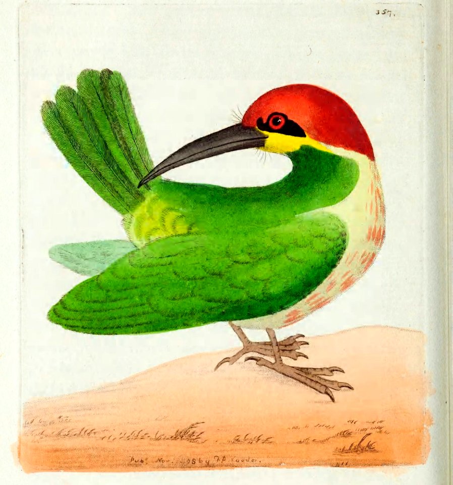 v10 357 Redheaded Bee Eater