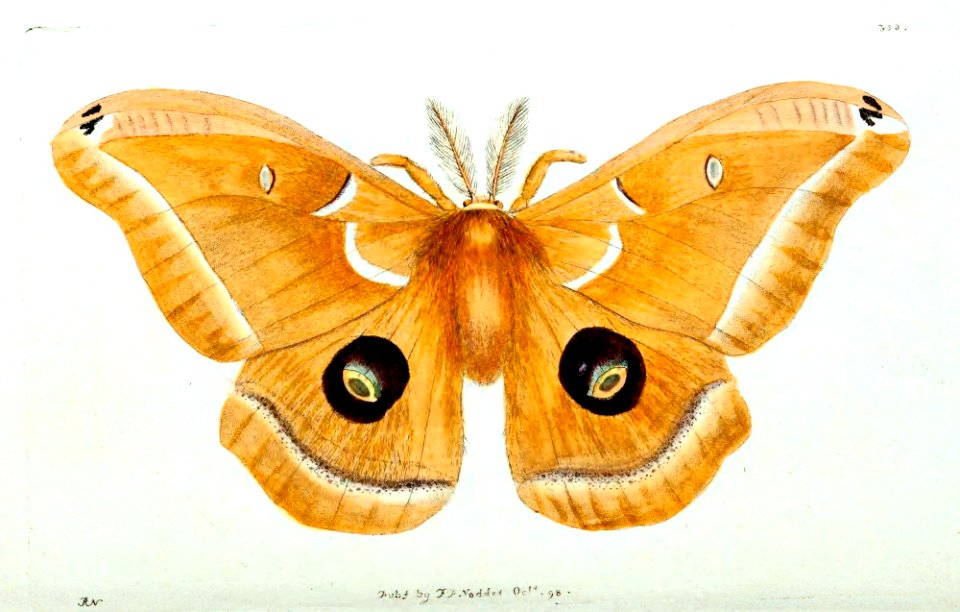 v10 356 Polyphemus
