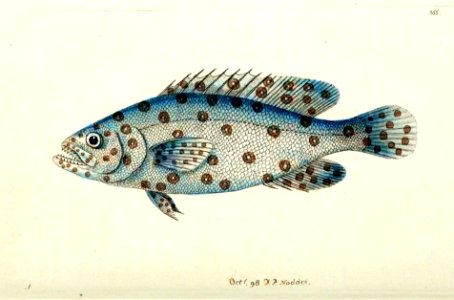 v10 355 Argus Anthias