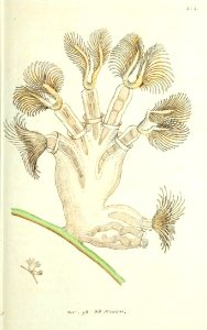 v10 354 Bellflower Animal