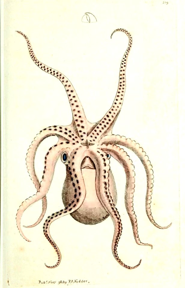 v10 358 Eight-Armed Cuttlefish
