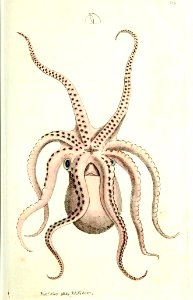 v10 358 Eight-Armed Cuttlefish