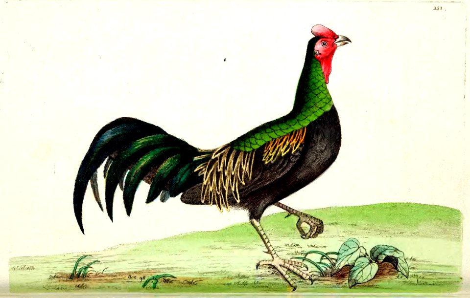 v10 353 Variegated Pheasant