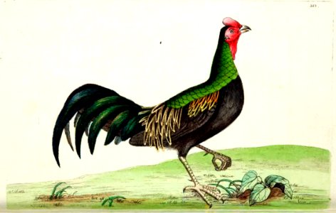 v10 353 Variegated Pheasant