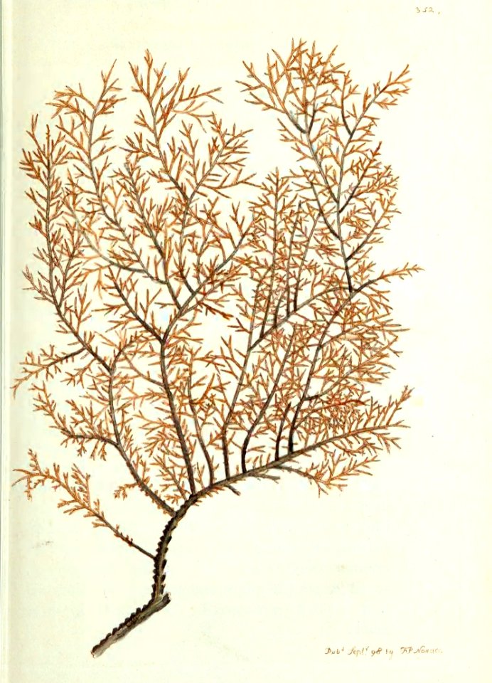 v10 352 Milfoil Antipathes