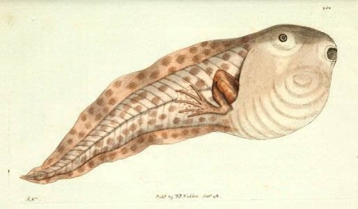 v10 350 Paradoxical Frog Tadpole