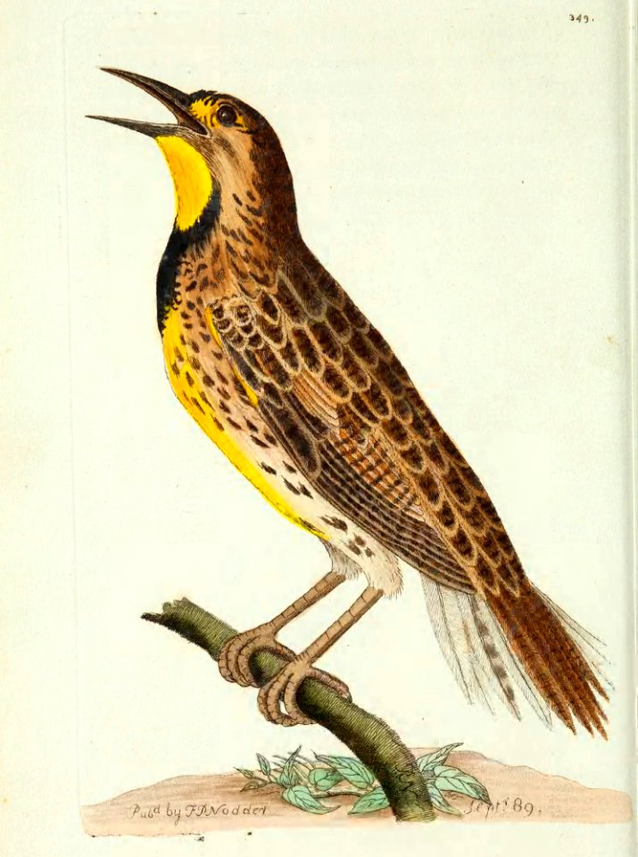 v10 349 Crecent Starling