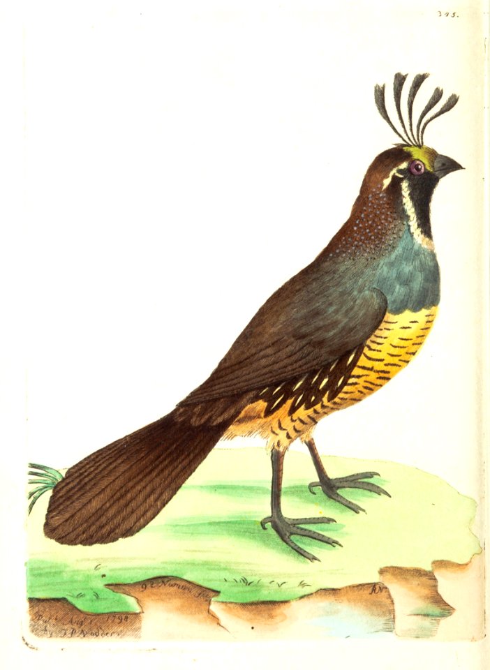 v09 345 Californian Quail