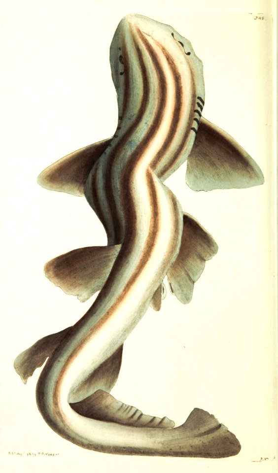 v09 346 Banded Shark
