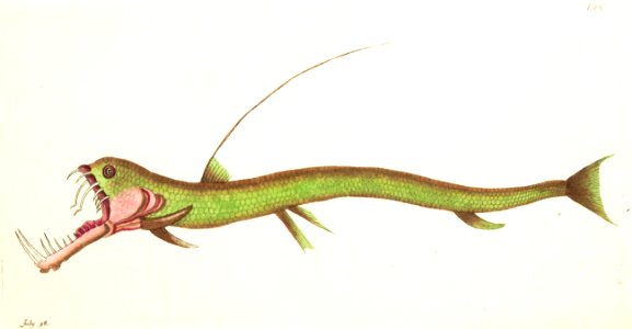 v09 344 Viper-Mouthed Pike