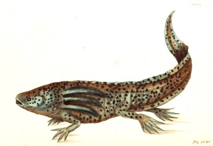 v09 343 Mexican Tadpole