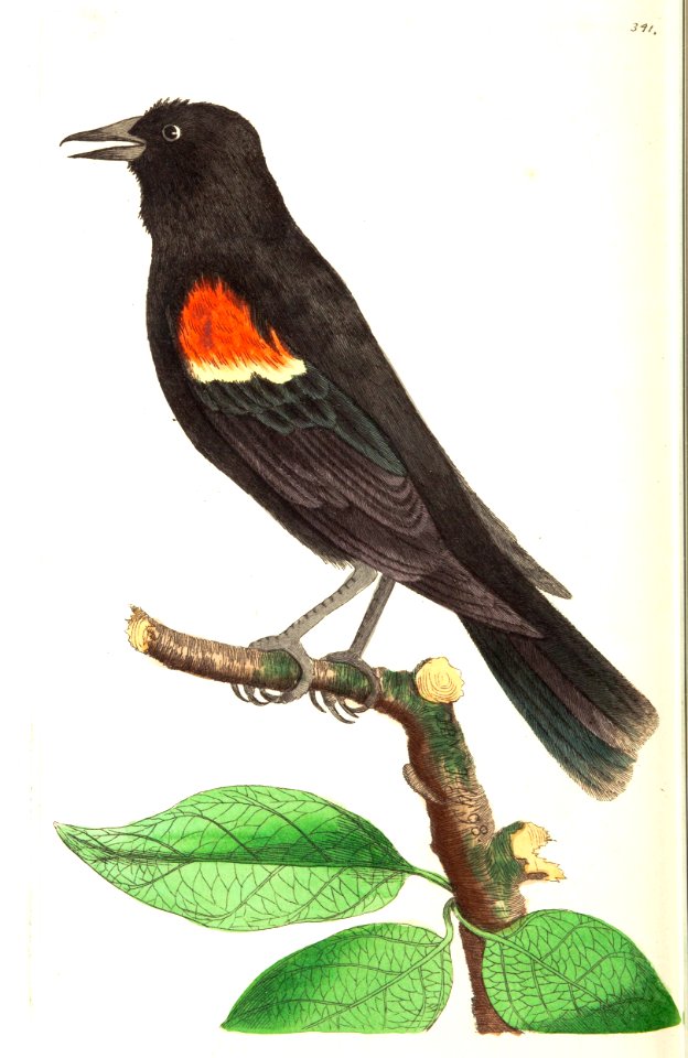 v09 341 Red Shouldered Oriole
