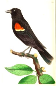 v09 341 Red Shouldered Oriole