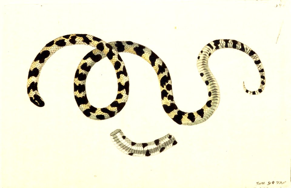 v09 340 Pied Snake