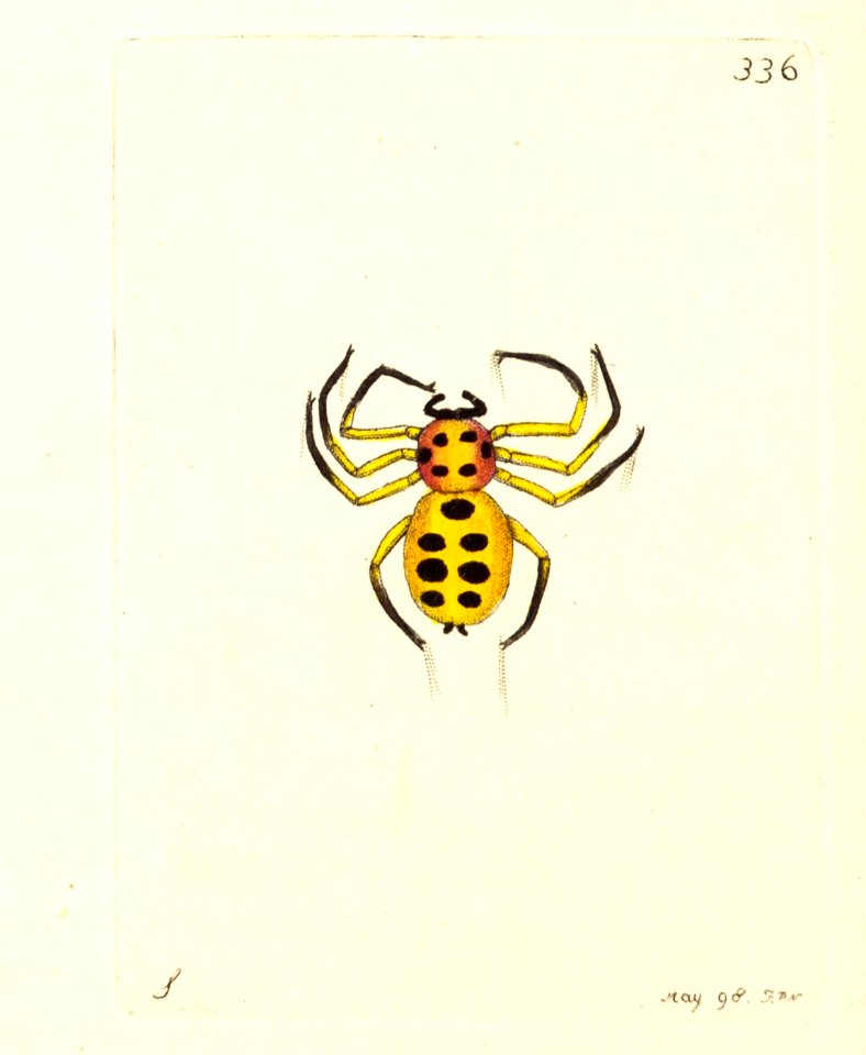 v09 336 Golden Spider
