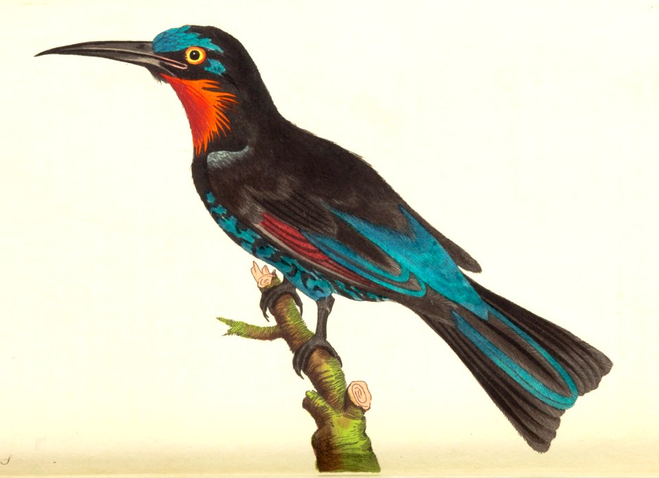 v09 337 Red Throated Bee Eater