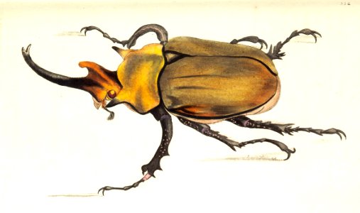 v09 332 Elephant Beetle