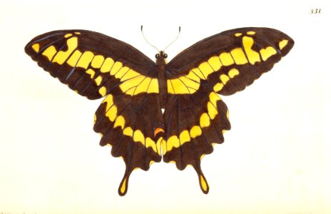 v09 331 Papilio Thoas