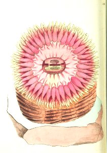 v09 330 Thick-clawed Sea Anemone