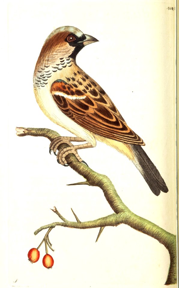 v09 329 Common Sparrow