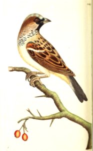 v09 329 Common Sparrow