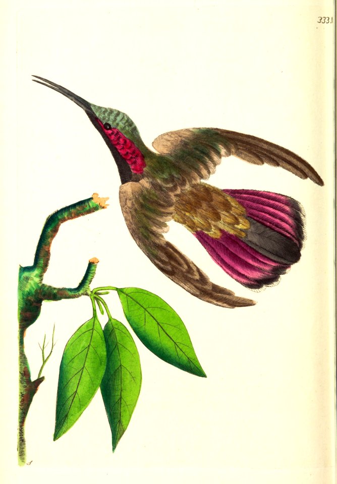 v09 333 Purple-tailed Hummingbird