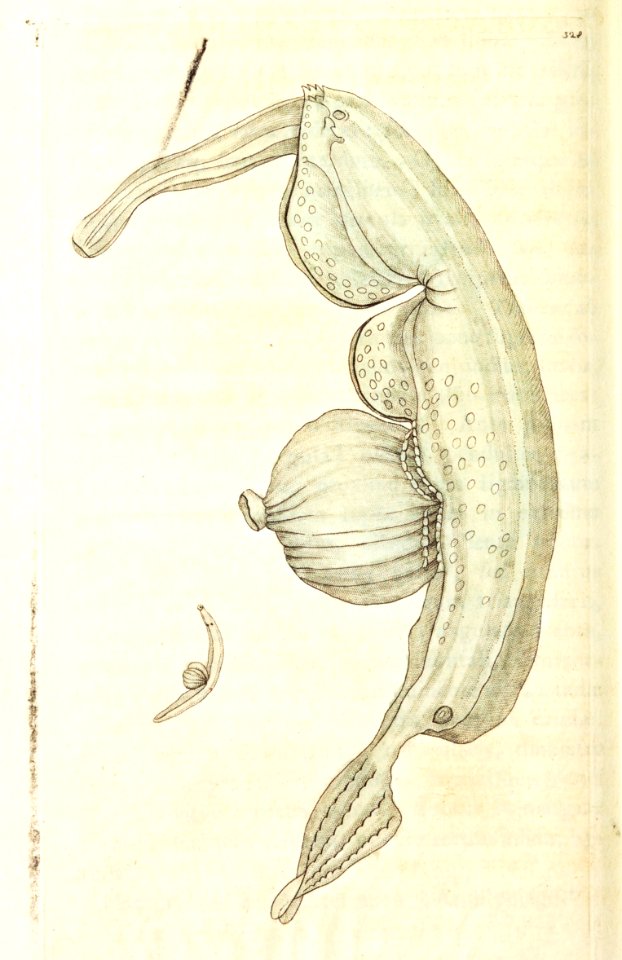 v09 328 Coronated Pterotrachea