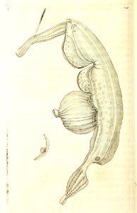 v09 328 Coronated Pterotrachea