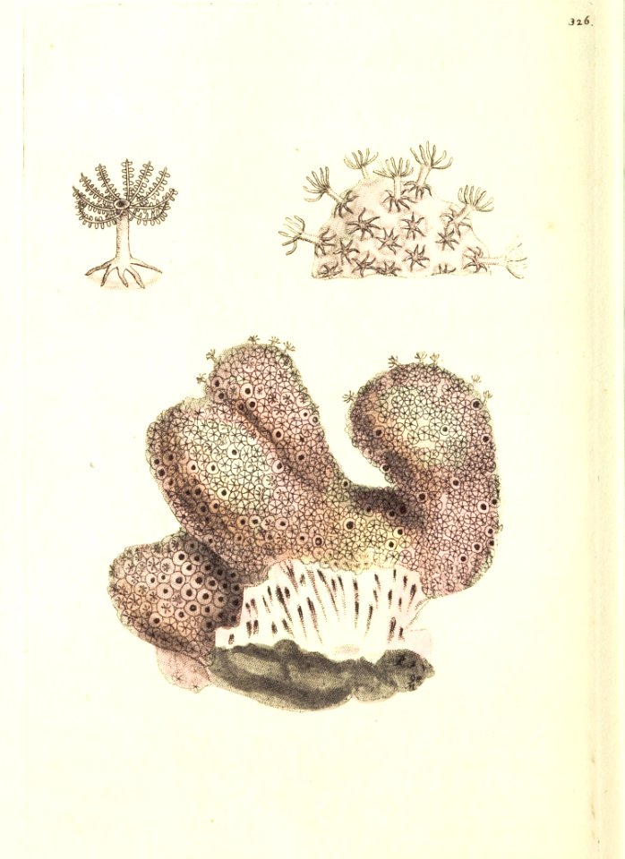 v09 326 Sea Fingers