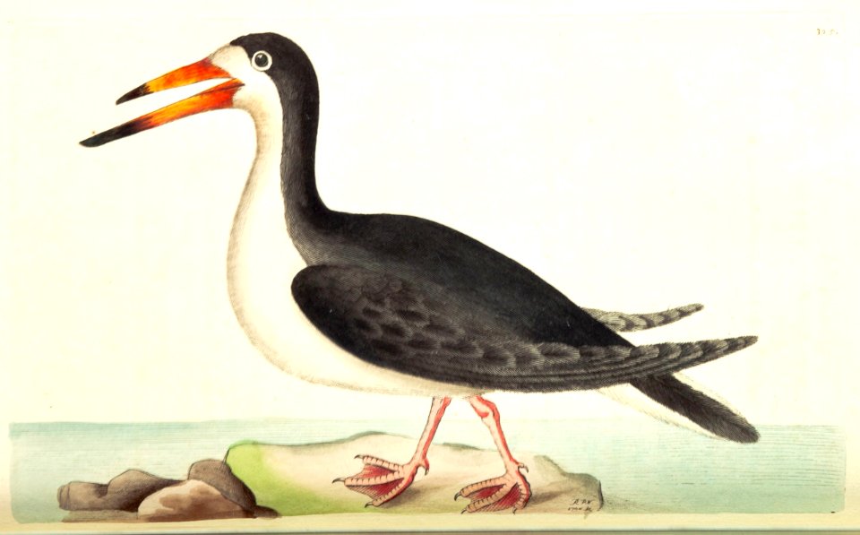 v09 325 Black Skimmer