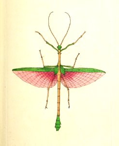 v09 323 Two-spined Mantis