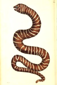 v09 322 Zebra Eel