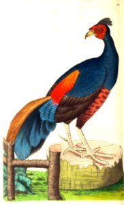 v09 321 Fire-backed Pheasant