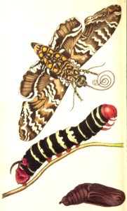 v09 319 Cassava Sphinx
