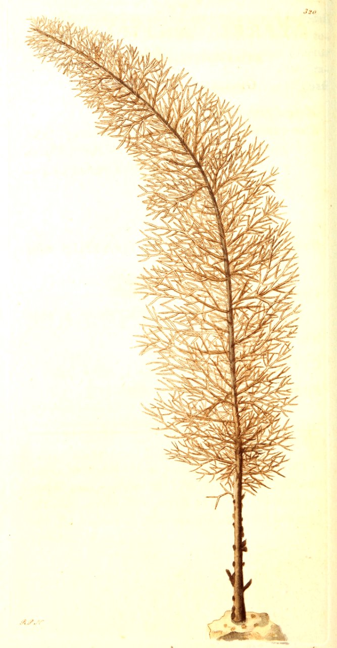 v09 320 Cypress Coral