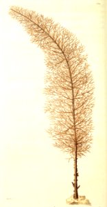 v09 320 Cypress Coral
