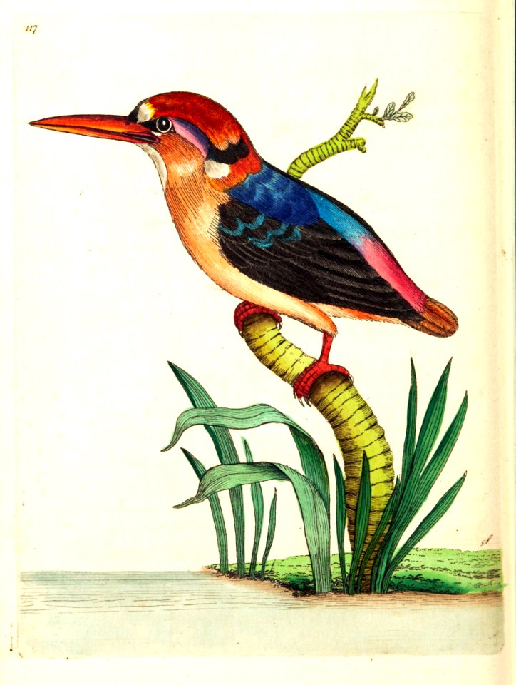 v09 317 Red Headed Kingfisher