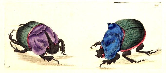 v09 316 Violet Breasted and Blue Breasted Beetles