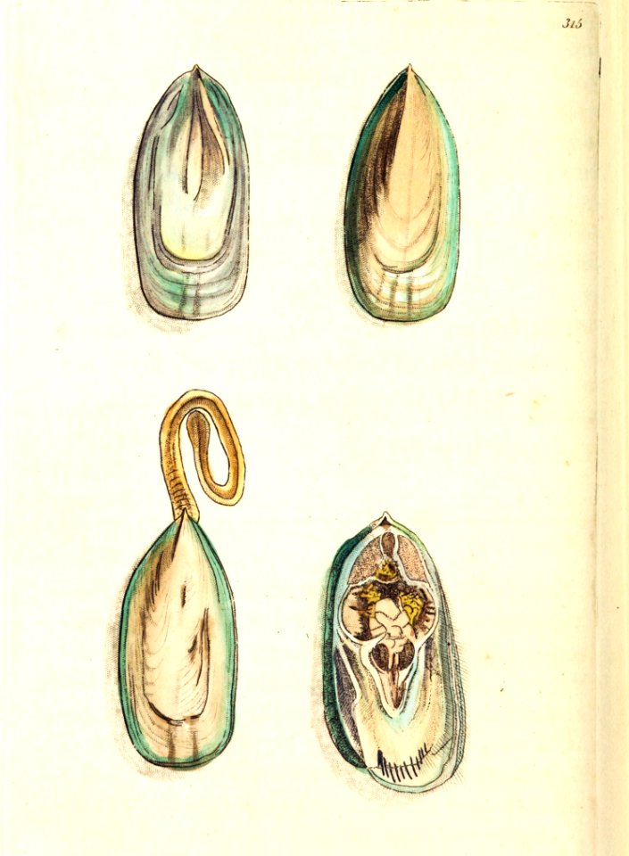 v09 315 Duck's Bill Mussel